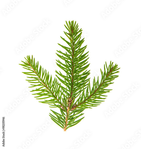 Spruce twig isolated on white background