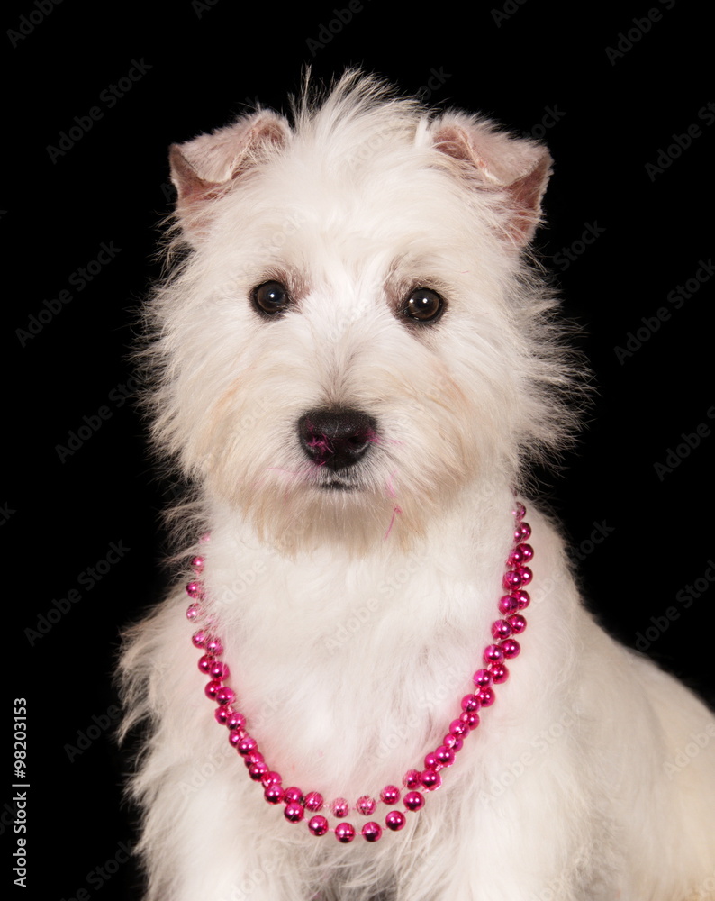 Chiot Westie en studio sur fond noir Chiot Westie en studio sur fond noir