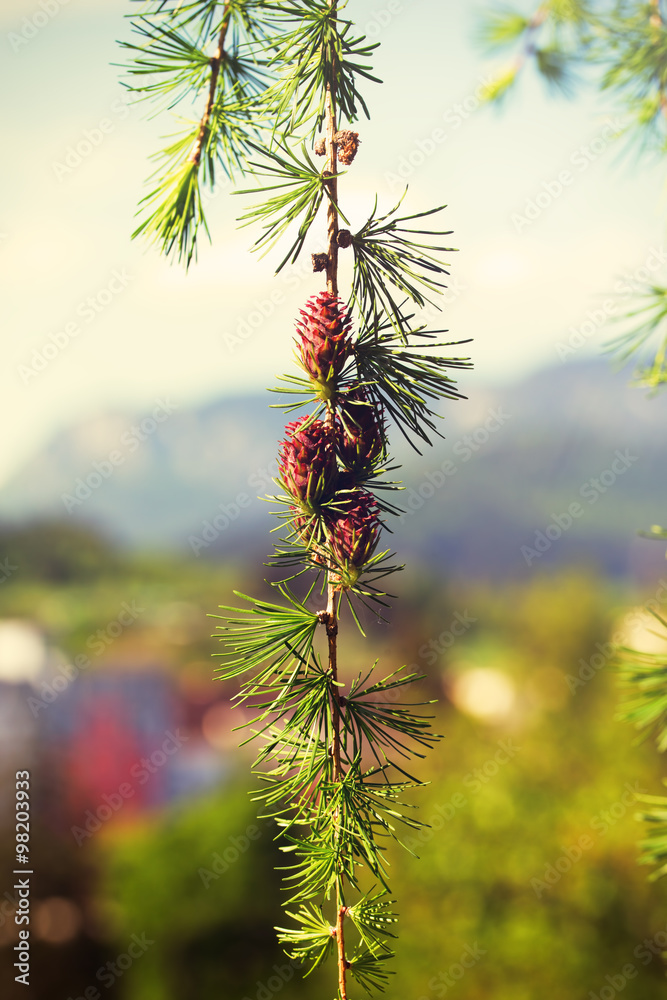Branch with cones. Larix leptolepis, Ovulate cones of larch tree, spring Branch with cones. Larix leptolepis, Ovulate cones of larch tree, spring