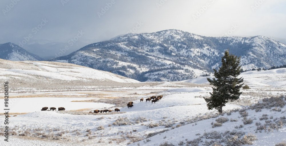 a bison herd migrating through huge yellowstone mountainous landscape in winter