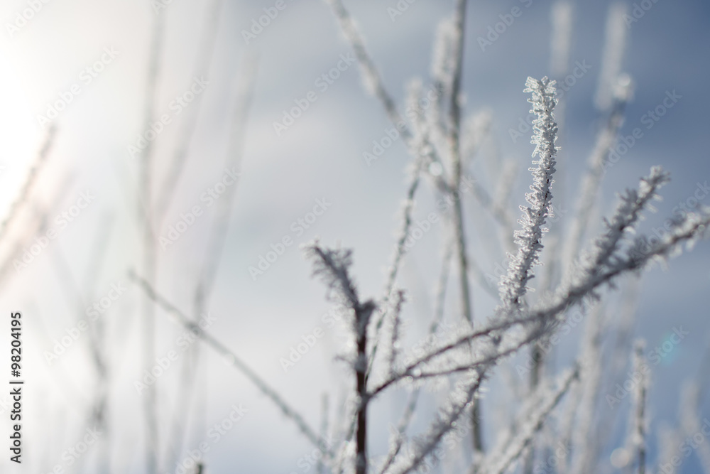 ice crystals cling to branches with a grey-blue background ice crystals cling to branches with a grey-blue background