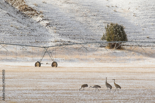 four sandhill cranes forage on a western hay field with irrigation equipment in the background.