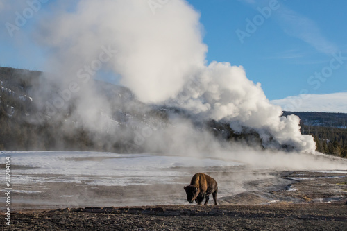 Tablou canvas a bison walking in front of a massive steaming geyser in yellowstone national pa