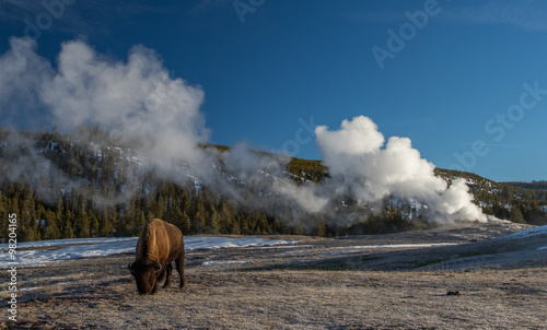 a bison grazes near the steaming old faithful geyser in yellowstone national park
