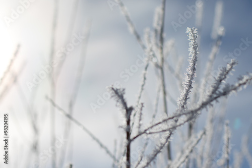 ice crystals cling to branches with a grey-blue background