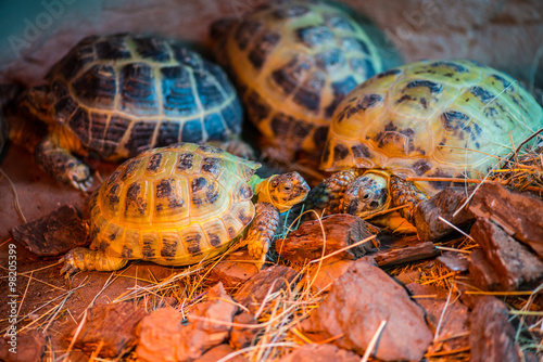 Young tortoises Geochelone sulcata