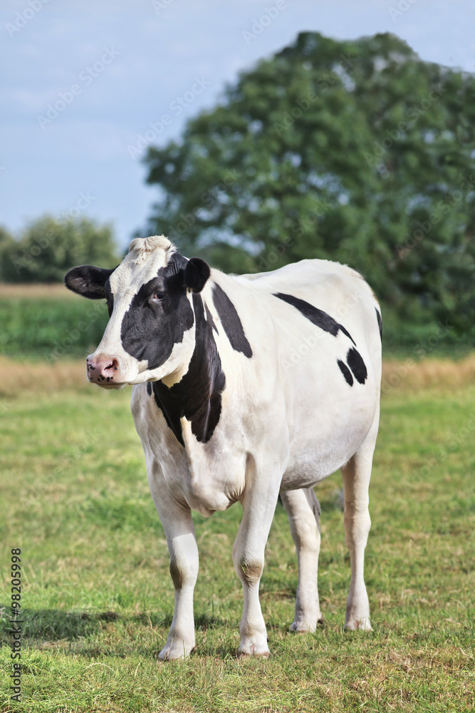 Holstein-Frisian calf in a green meadow with trees, Netherlands Holstein-Frisian calf in a green meadow with trees, Netherlands