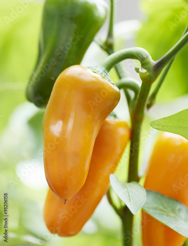 Three fresh orange bell peppers on a plant