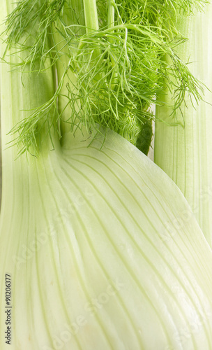 Close up texture of whole fresh fennel