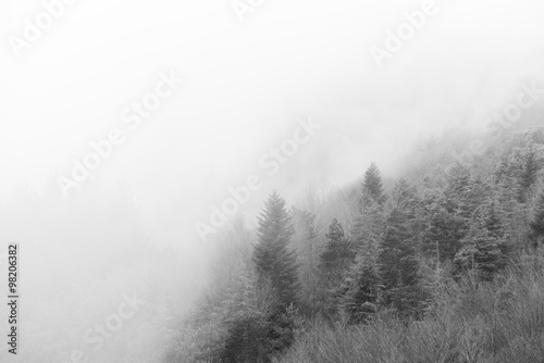 Detail forest with fog