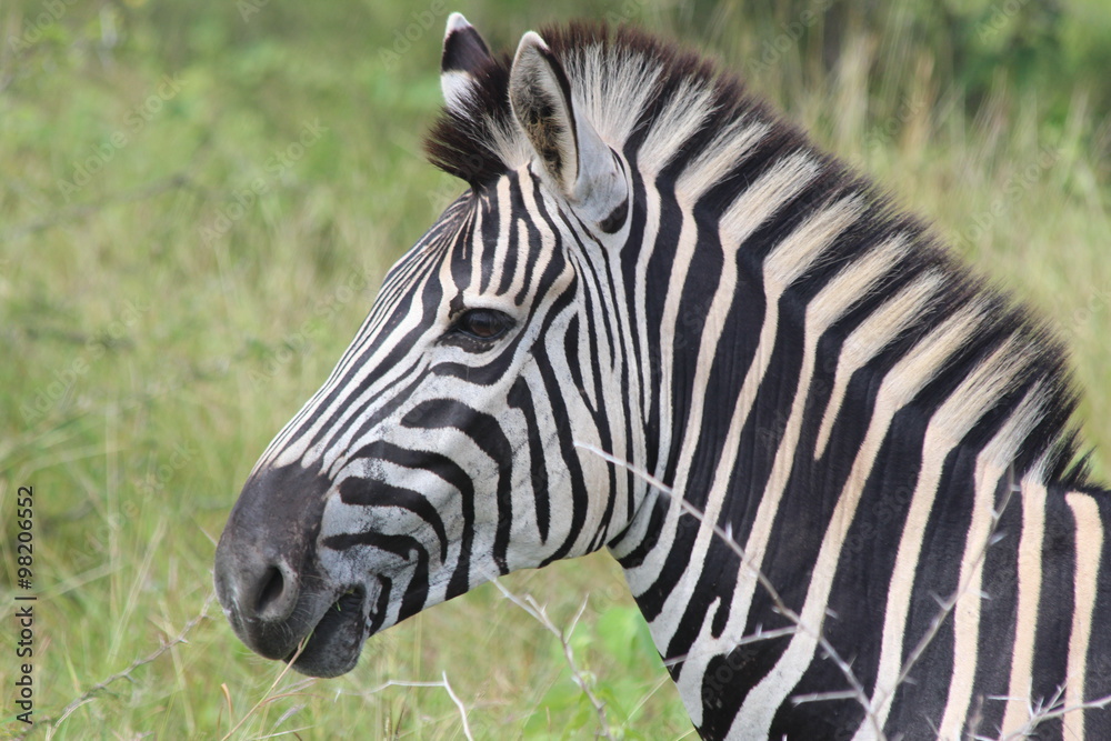 Zebra Zebra
