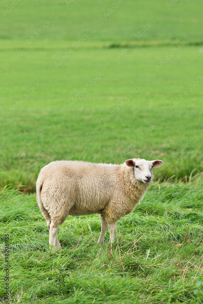 Woolly ewe standing in a lush green meadow, The Netherlands Woolly ewe standing in a lush green meadow, The Netherlands