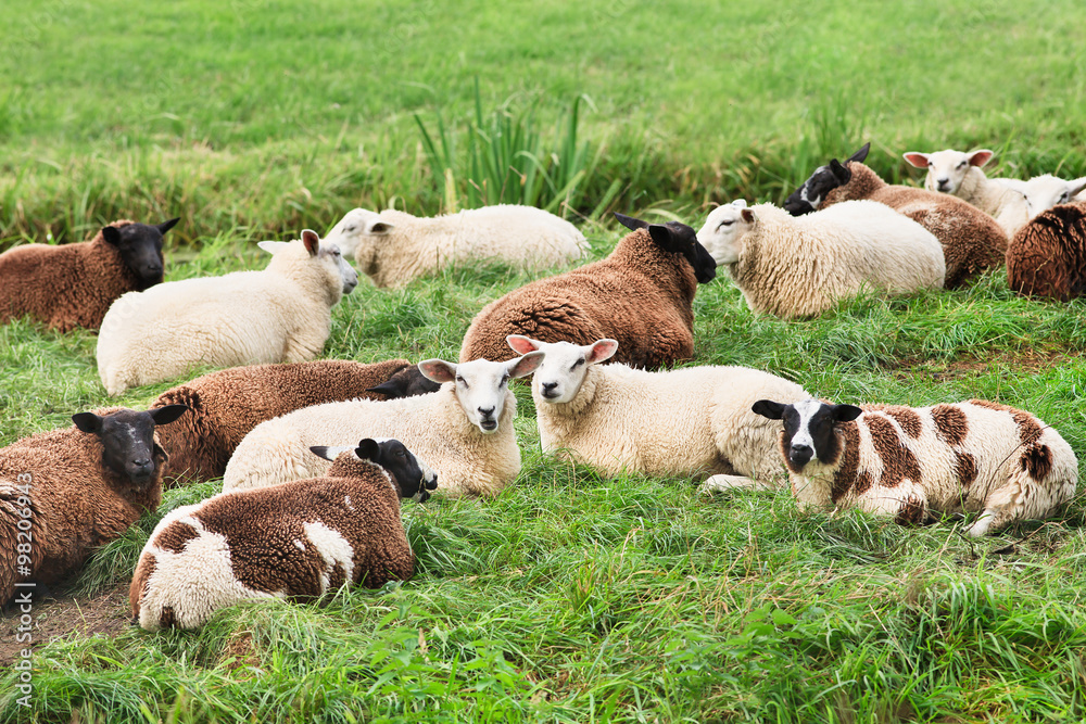 Obraz premium Flock of sheep lying in a lush green meadow, The Netherlands