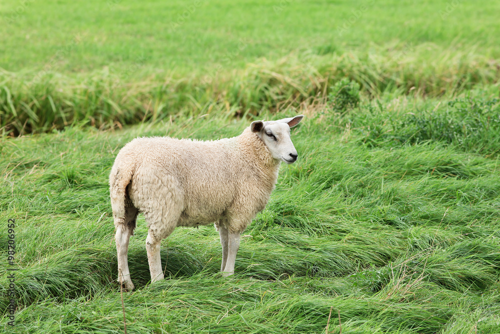 Obraz premium Woolly ewe standing in a lush green meadow, The Netherlands