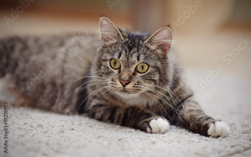 Portrait of an attentive striped cat with yellow eyes