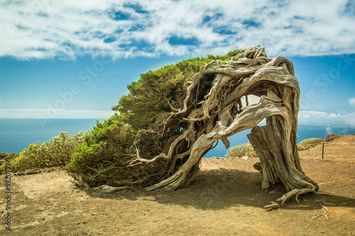 Juniper tree bent by wind at El Hierro, Canary Islands photo