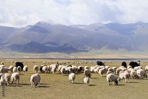 Herd of sheeps atwith mountains on the background