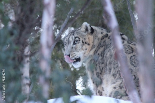 Snow Leopard