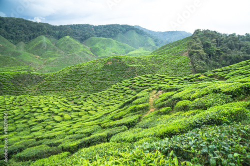 Beautiful scenery of tea plantation at Cameron Highlands  Pahang  Malaysia