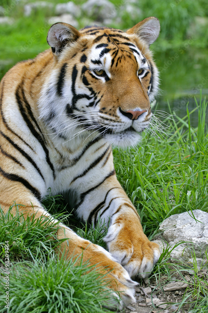 Portrait of Bengal Tiger laying down in grass Portrait of Bengal Tiger laying down in grass