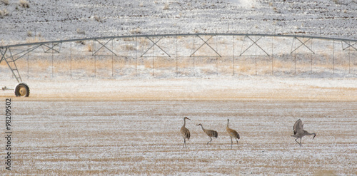 sandhill cranes birds forage agriculture pasture