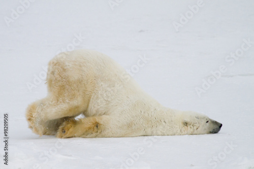 silly polar bear