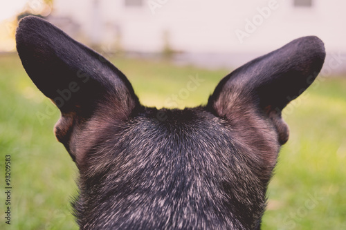 Fototapeta Naklejka Na Ścianę i Meble -  Dog ears