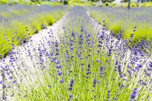 Tableau sur toile View of Fresh Lavender in Fields