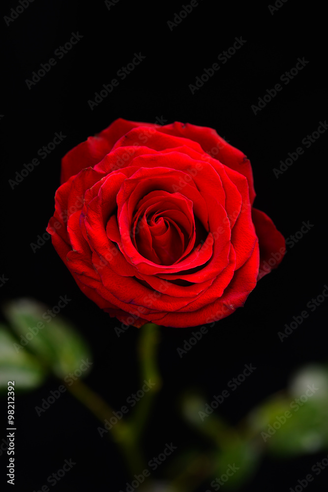 red rose - black background