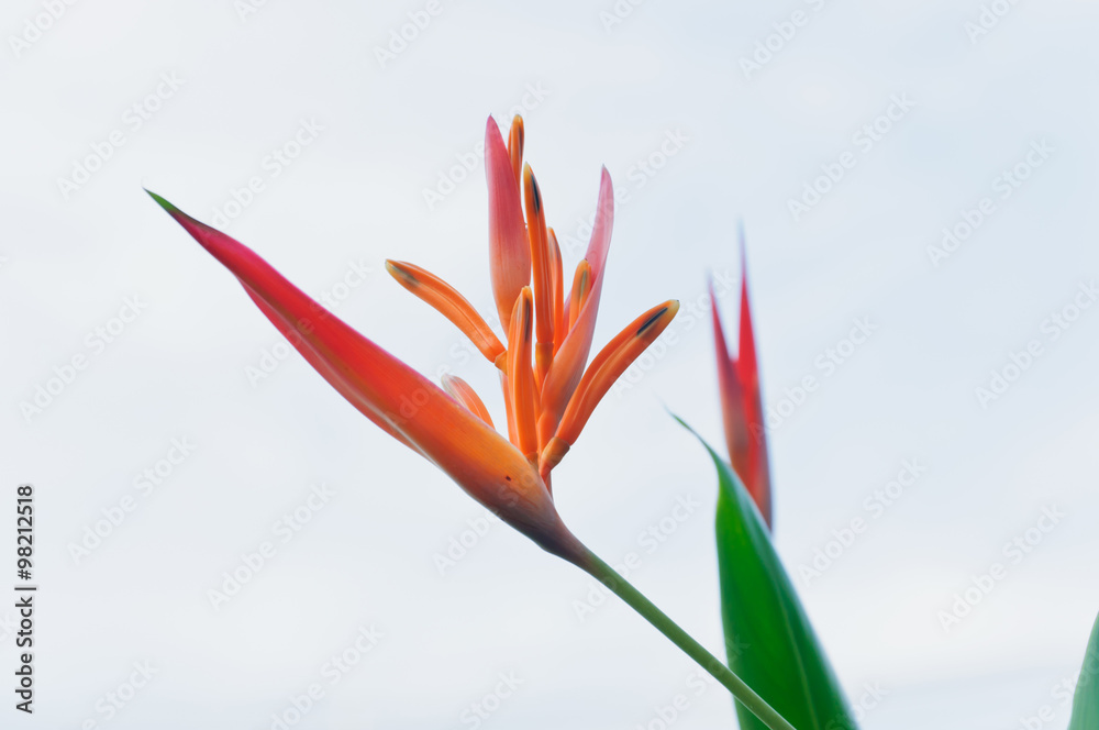 Obraz premium Red azaleas flower.