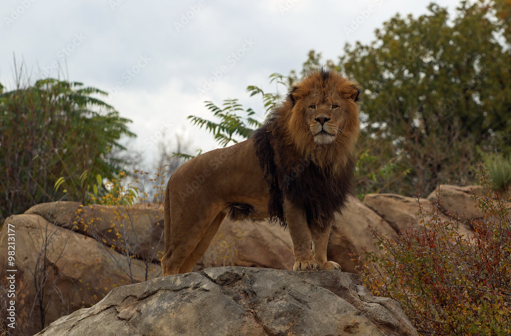Naklejka premium Male Lion
