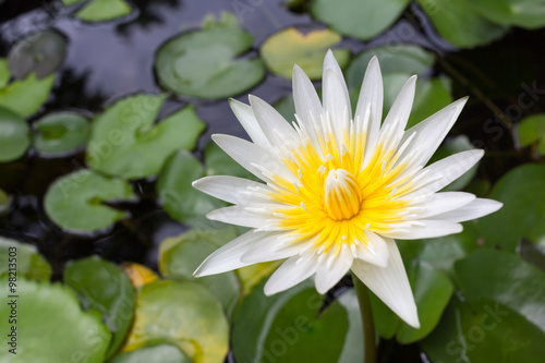 single white lotus blooming in lagoon © mookiephotostock