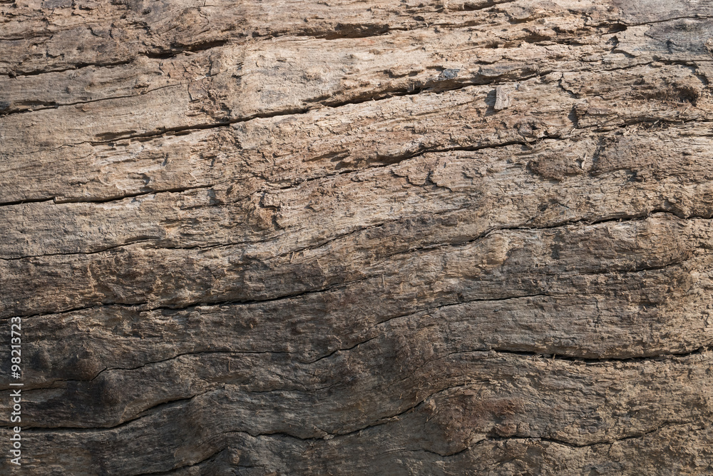 dry skin wood texture of aged hardwood background dry skin wood texture of aged hardwood background