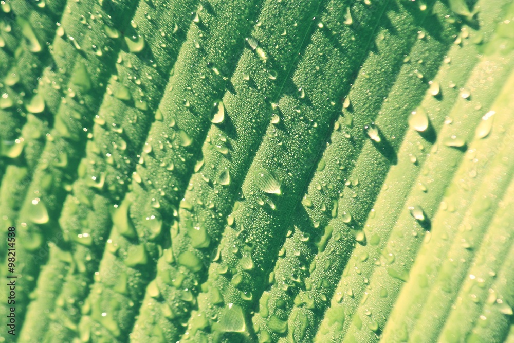 Fototapeta premium Green Banana Leaf with Water Drops