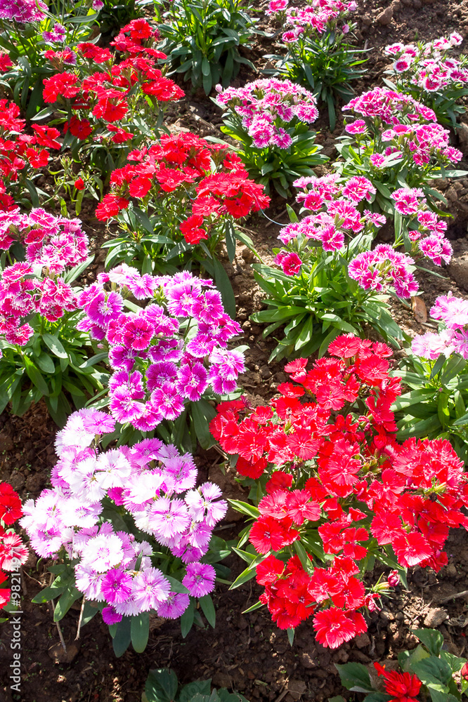Group of Red and Pink Flower Blossoming in the Garden