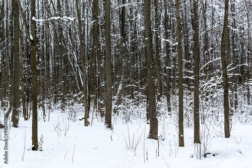 Winter Snow Covered Trees and Sunset