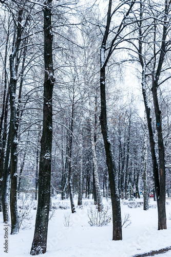 Winter Trees in a Forest Covered in Snow