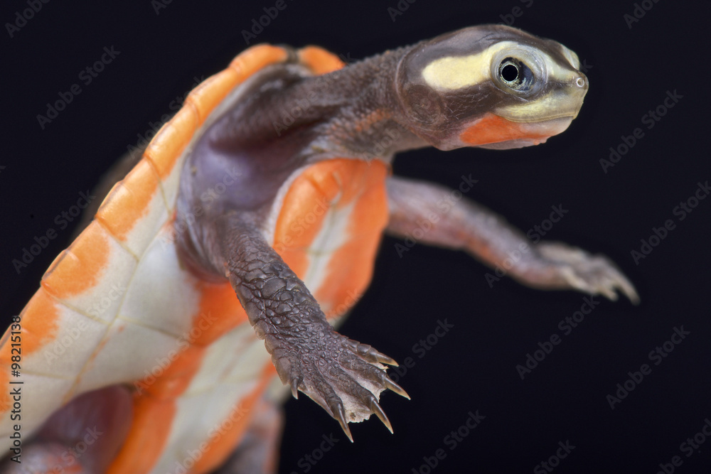 Fototapeta premium Red-bellied Shortneck Turtle (Emydura subglobosa)