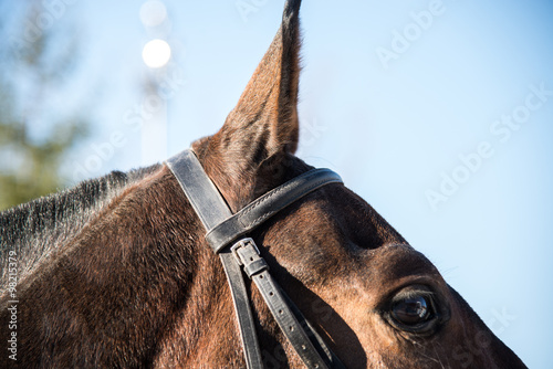 Fototapeta Naklejka Na Ścianę i Meble -  Horse's head. Close-up.