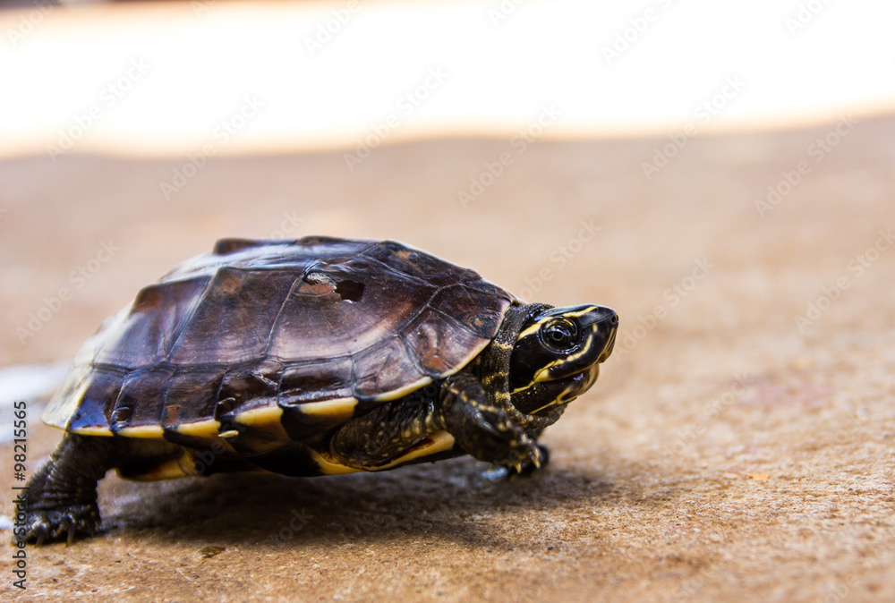 Fototapeta premium small turtle