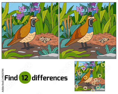 Find differences (quail and background)