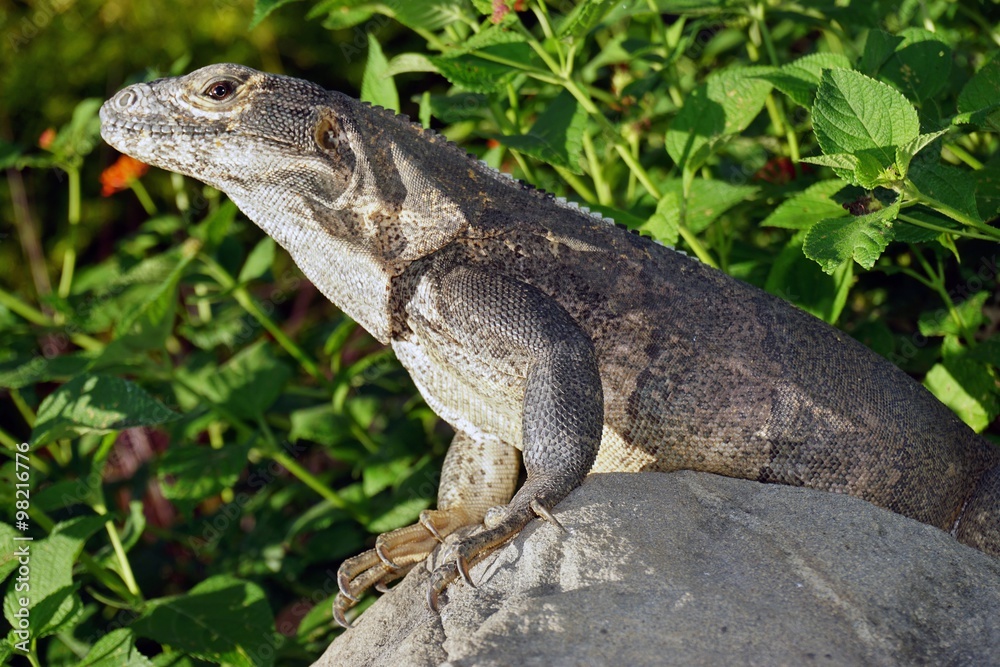 Iguana basking in the sun in Costa Rica Iguana basking in the sun in Costa Rica