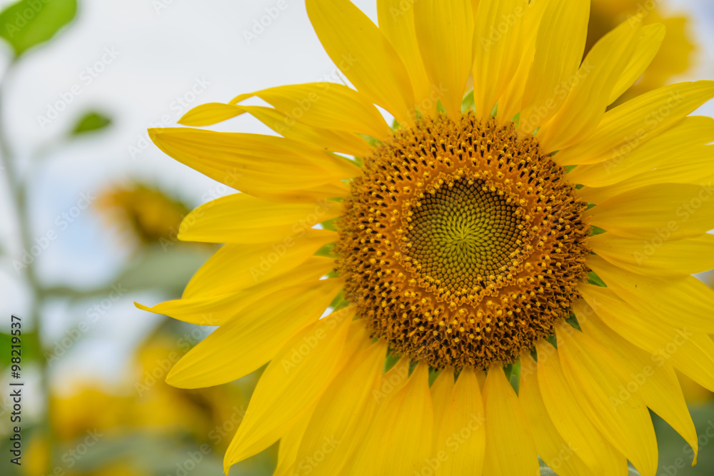Sunflower Sunflower