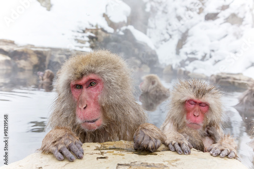 温泉を楽しむおさるさん Japanese monkey enjoys an outdoor bath