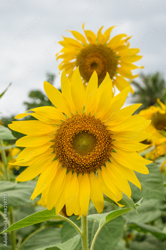 Sunflower