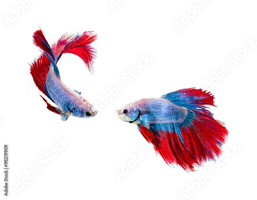 Capture the moving moment of white siamese fighting fish , betta isolated on white background.