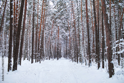 Snow-covered road in winter forest
