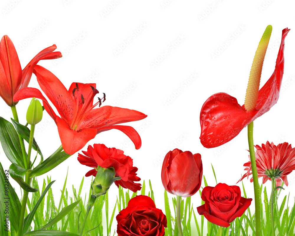 Red flowers isolated on white background Stock Illustration | Adobe Stock