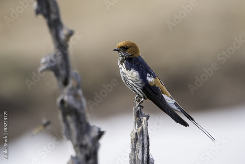 lesser stripped swallow