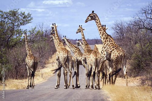 Giraffe in Kruger National park